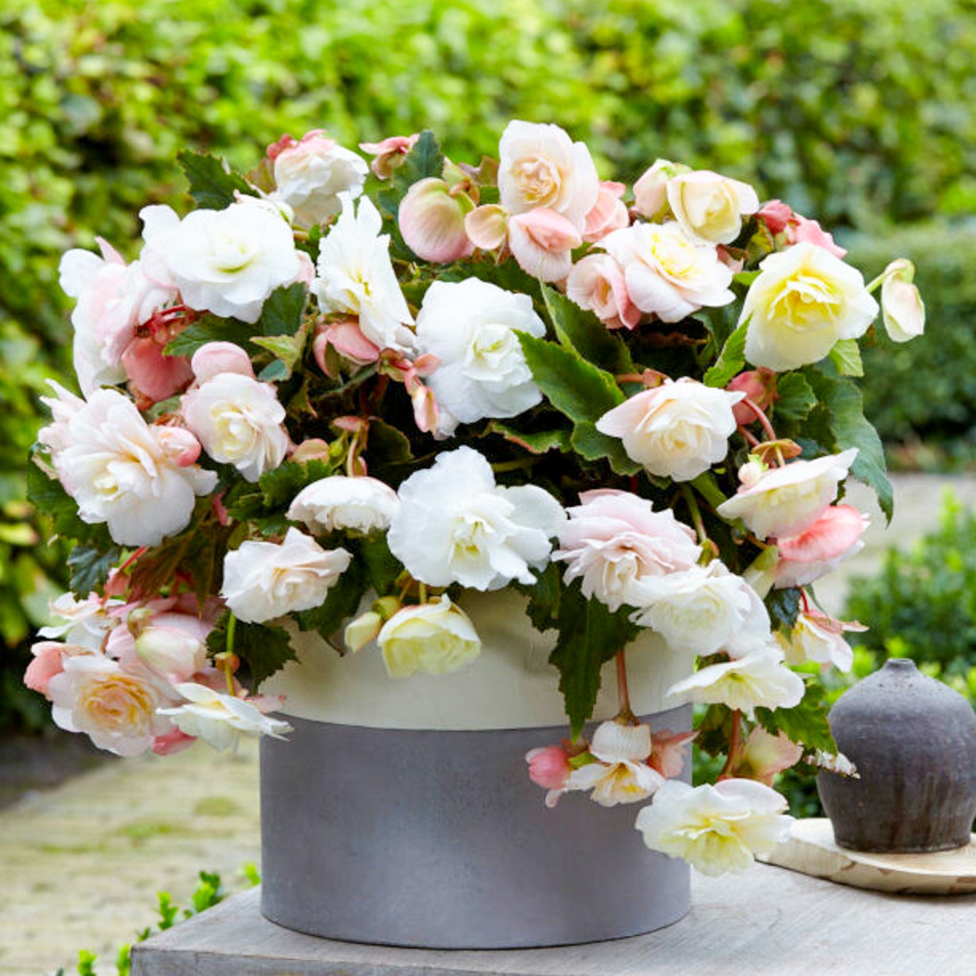 Begonia cascade 'Odorosa white blush'